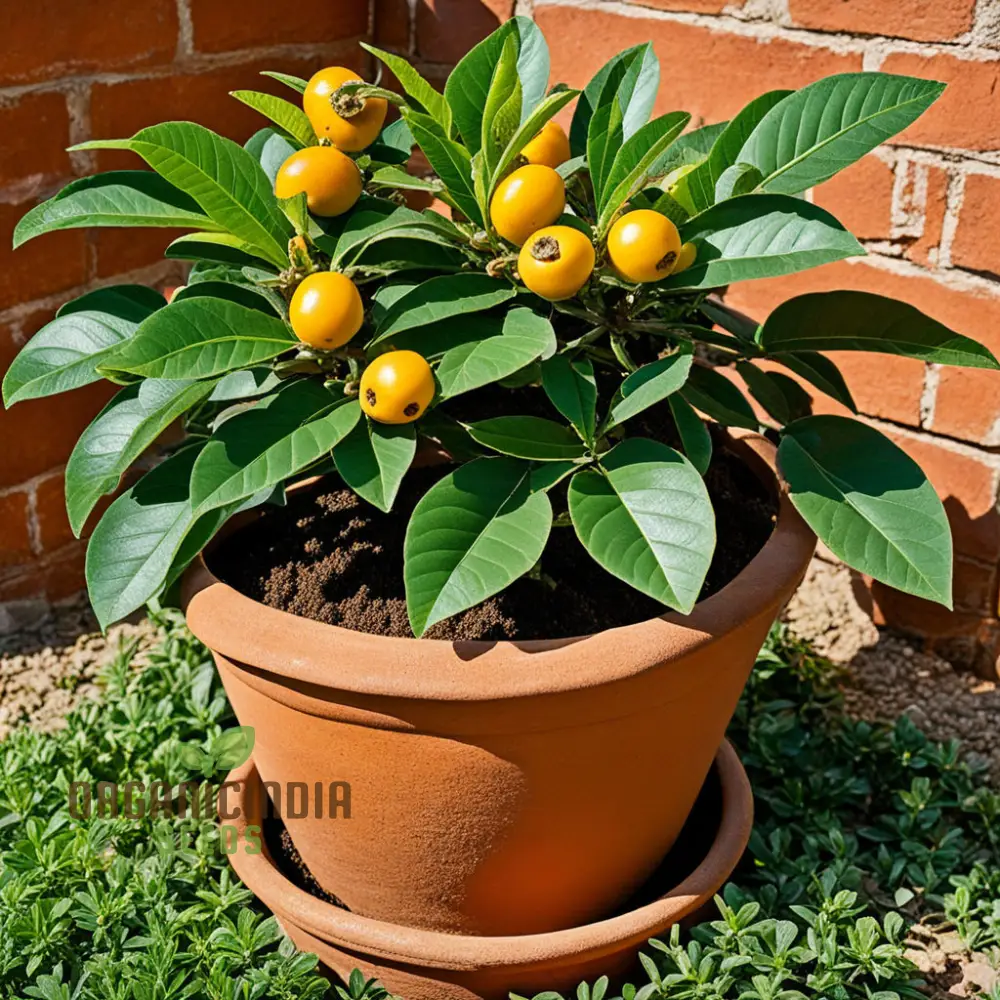 Royal Paradise Garden Rare Loquat Fruit Tropical Exotic Seedling Live Plant - Image 3