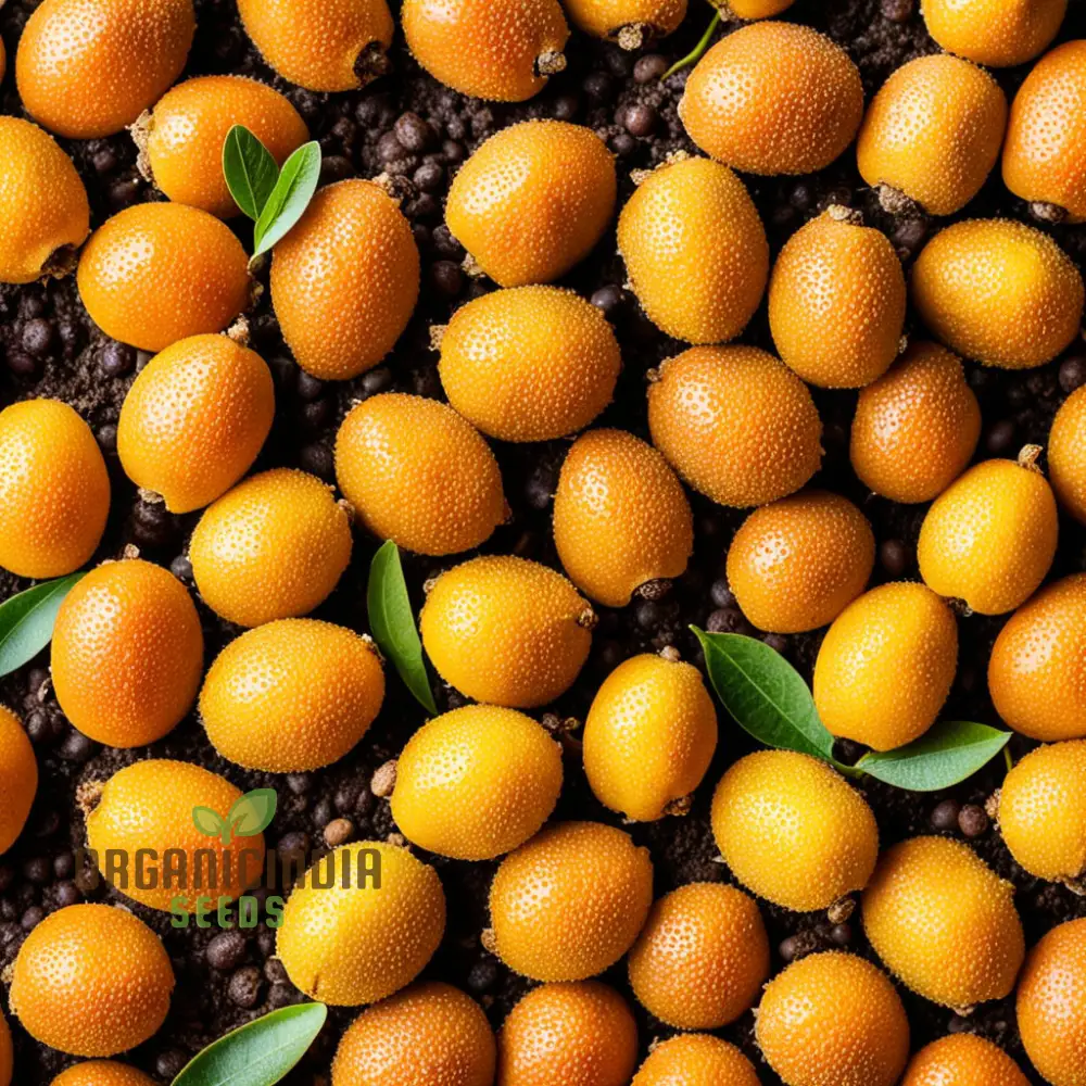 Royal Paradise Garden Rare Loquat Fruit Tropical Exotic Seedling Live Plant - Image 4