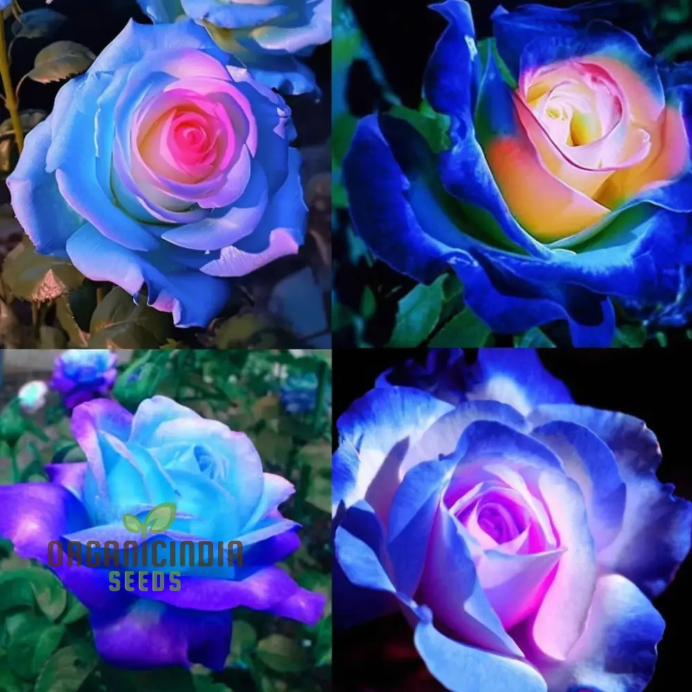 Rose Flower Seeds for Planting – Mixed Color Garden Blooms for Outdoor Landscaping