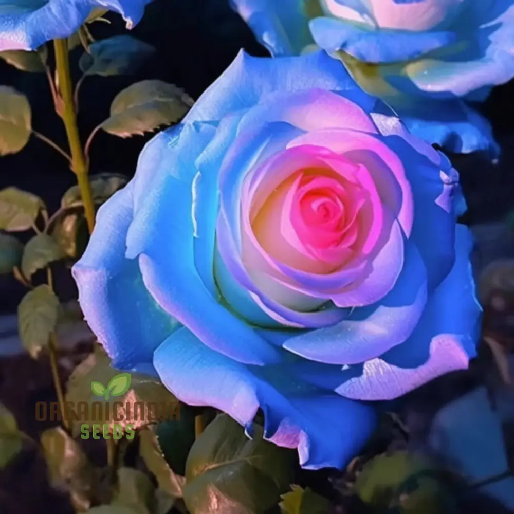 Rose Flower Seeds for Planting – Mixed Color Garden Blooms for Outdoor Landscaping - Image 3