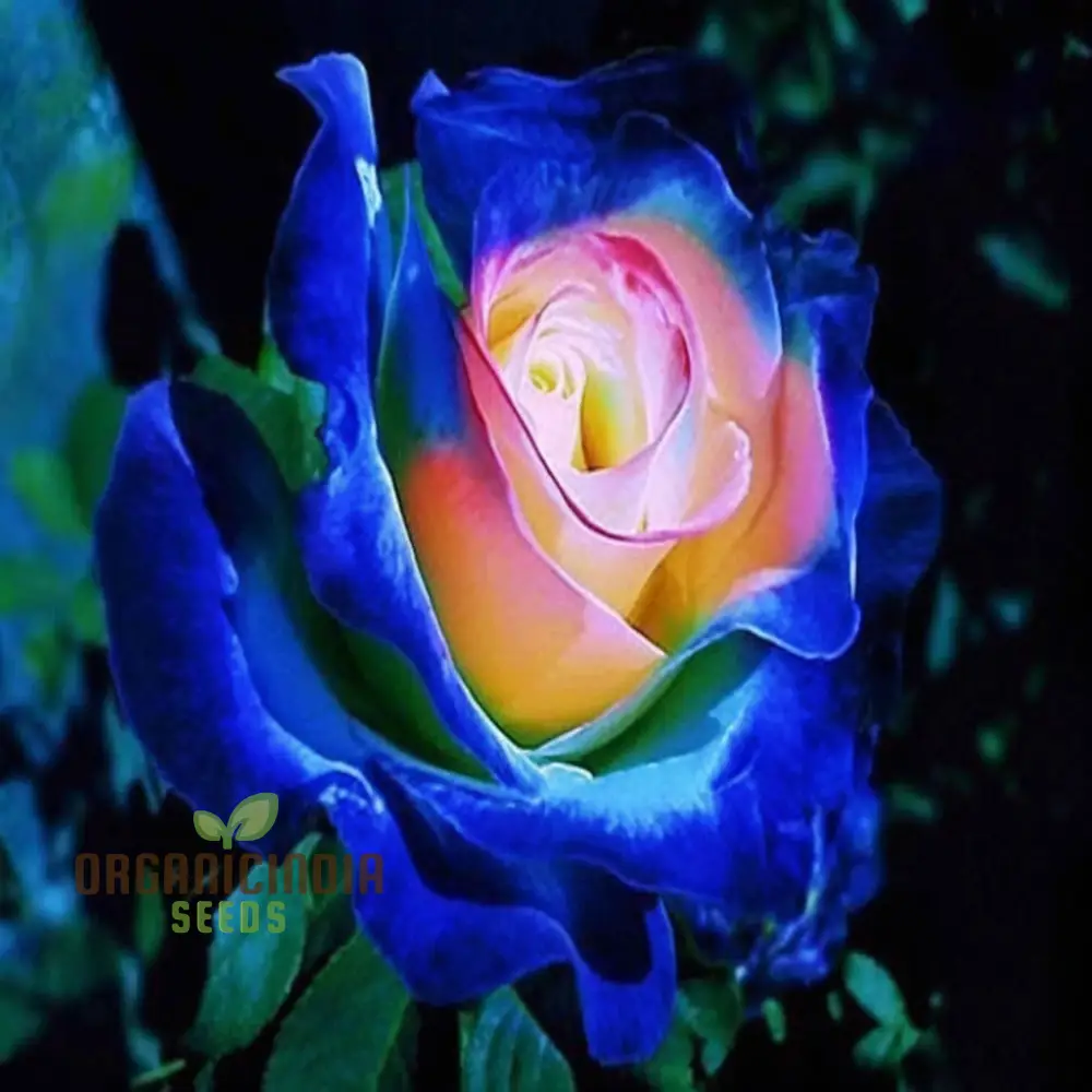 Rose Flower Seeds for Planting – Mixed Color Garden Blooms for Outdoor Landscaping - Image 4