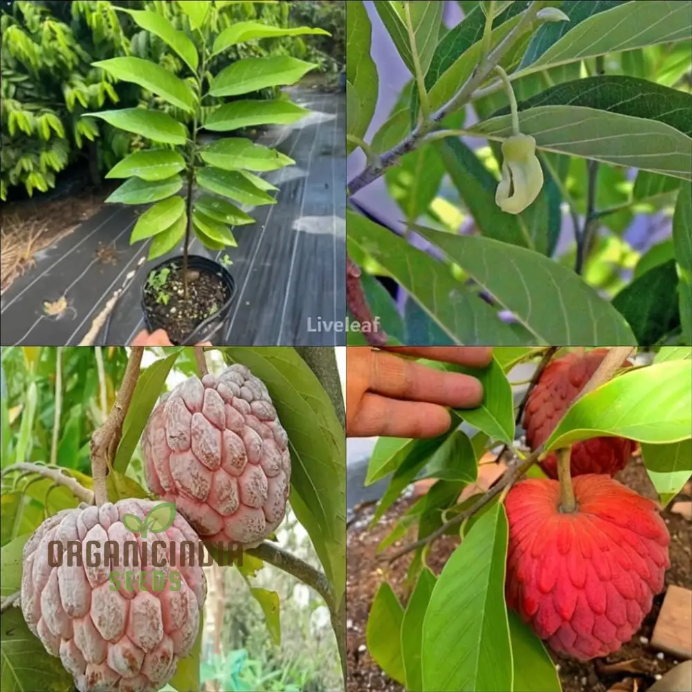 Red Custard Apple Seeds: Cultivate Deliciousness in Your Garden with Our High-Quality Gardening Seeds.
