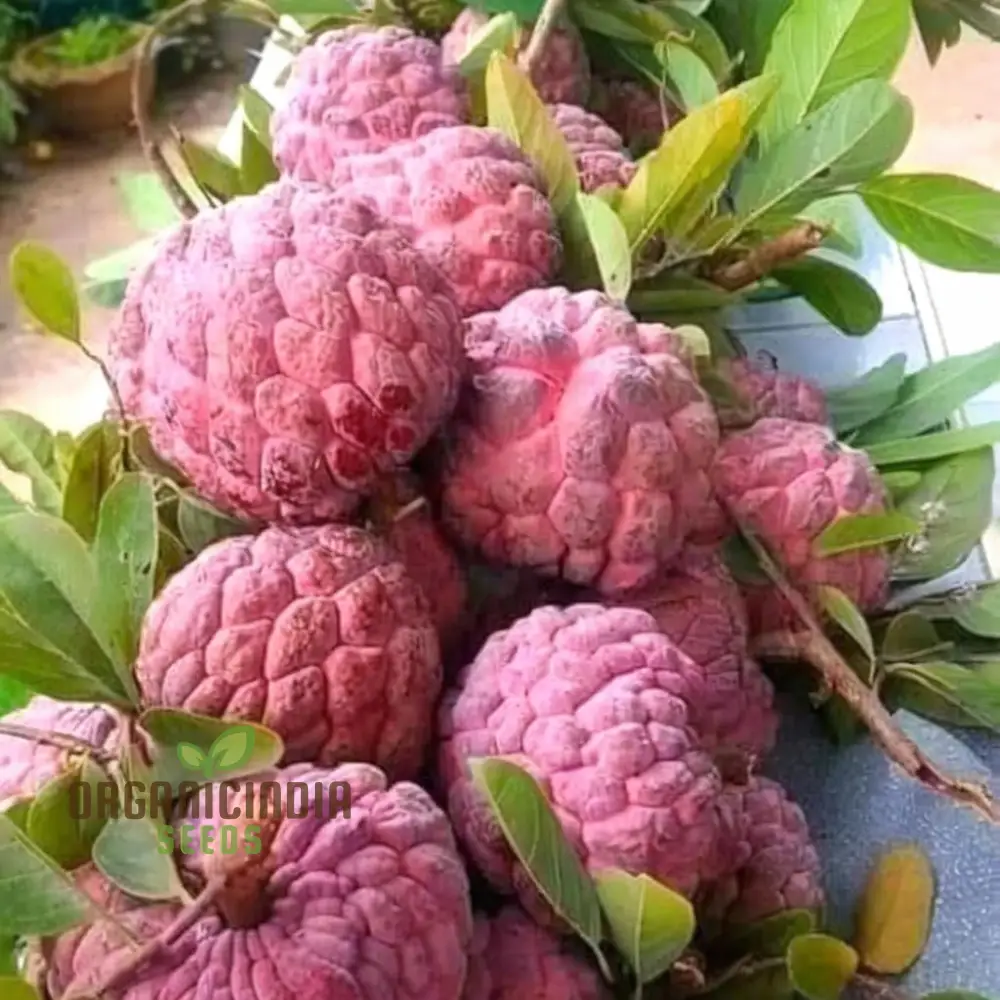 Red Custard Apple Seeds: Cultivate Deliciousness in Your Garden with Our High-Quality Gardening Seeds. - Image 3