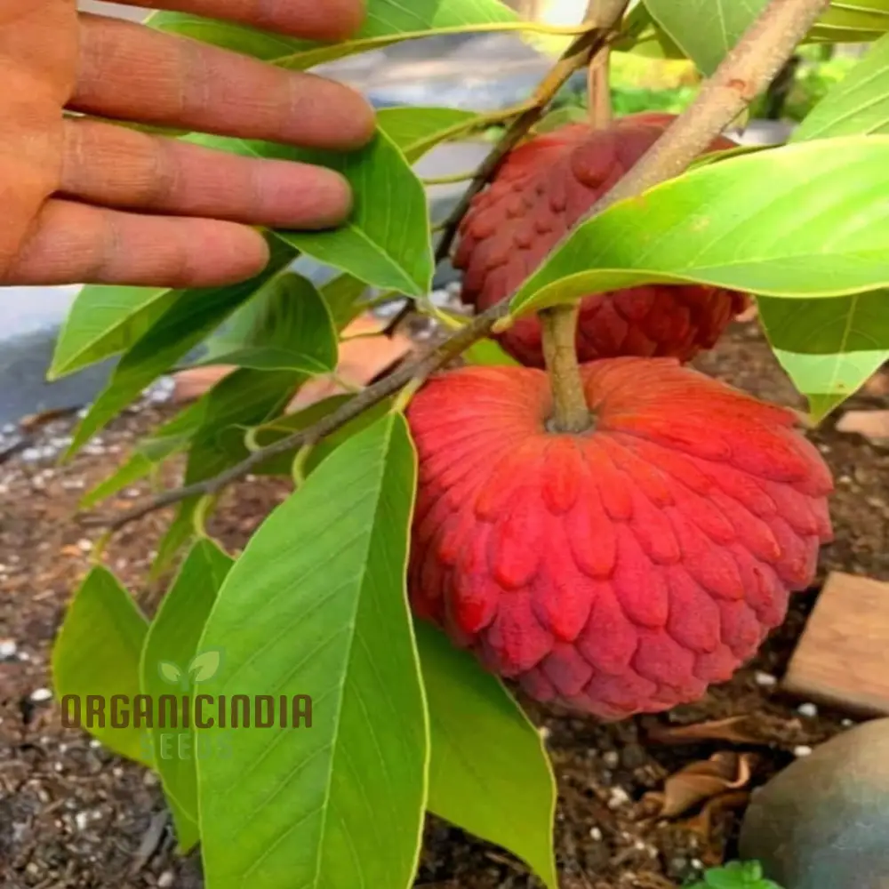 Red Custard Apple Seeds: Cultivate Deliciousness in Your Garden with Our High-Quality Gardening Seeds. - Image 4
