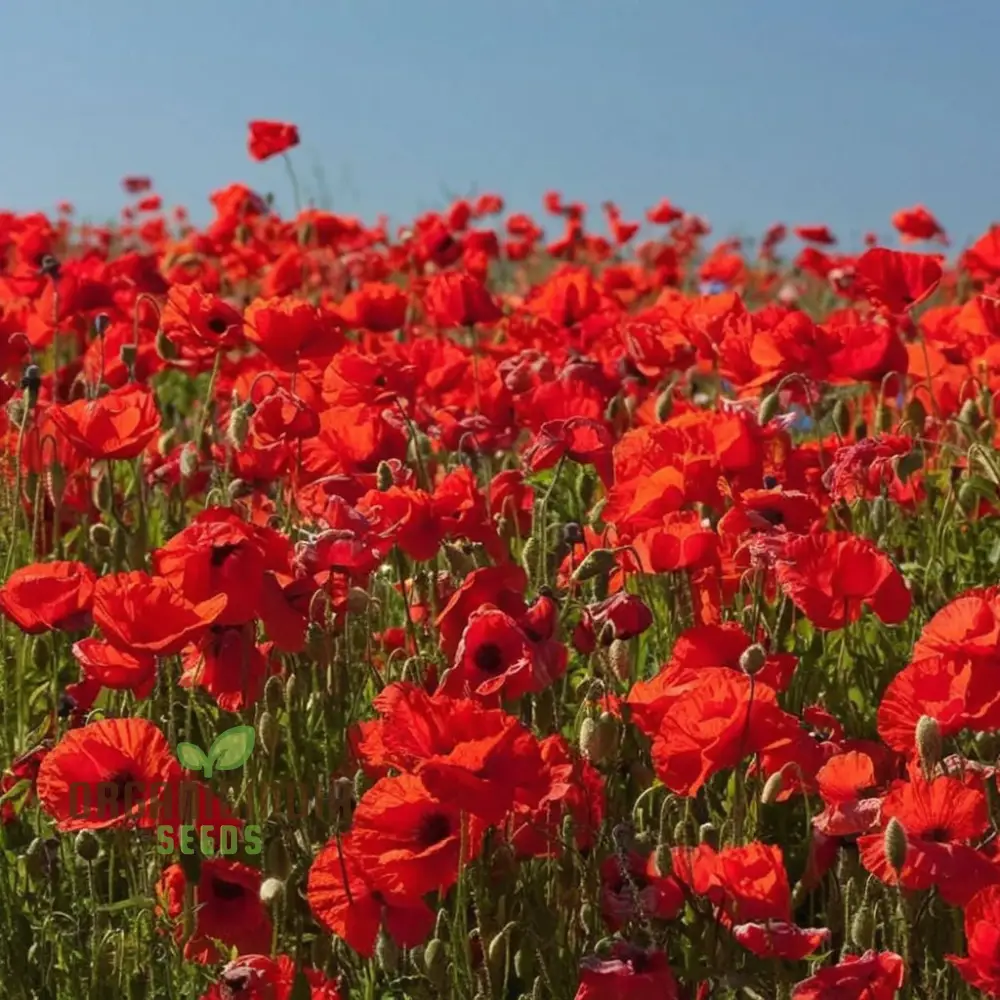 Premium Red Flanders Poppy Flower Seeds for Vibrant Blooms | Gardening Essentials for Stunning Floral Displays - Image 3