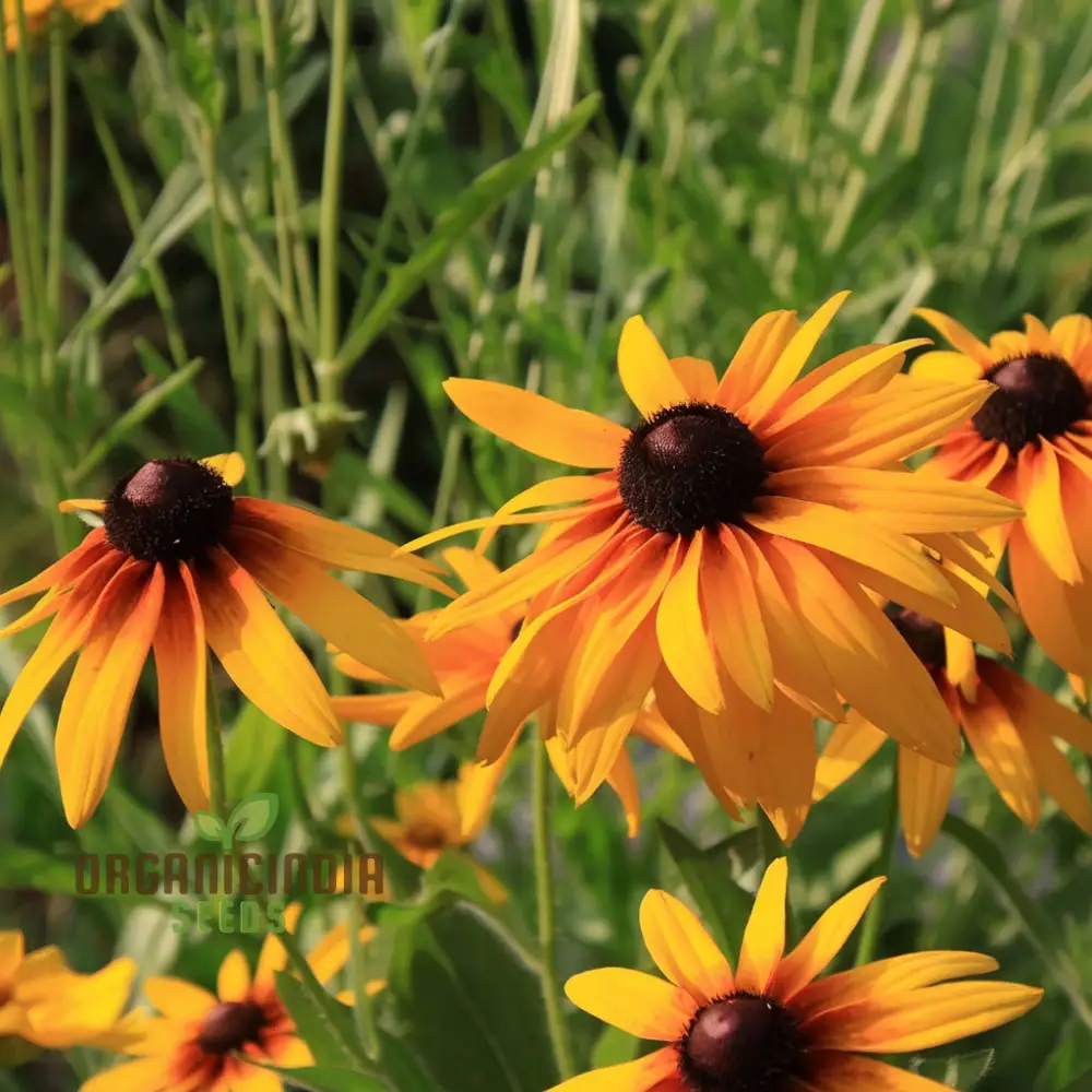 Premium Rudbeckia Hirta Flower Seeds for Gardening Enthusiasts - High-Quality Seeds for Vibrant and Hardy Blooms