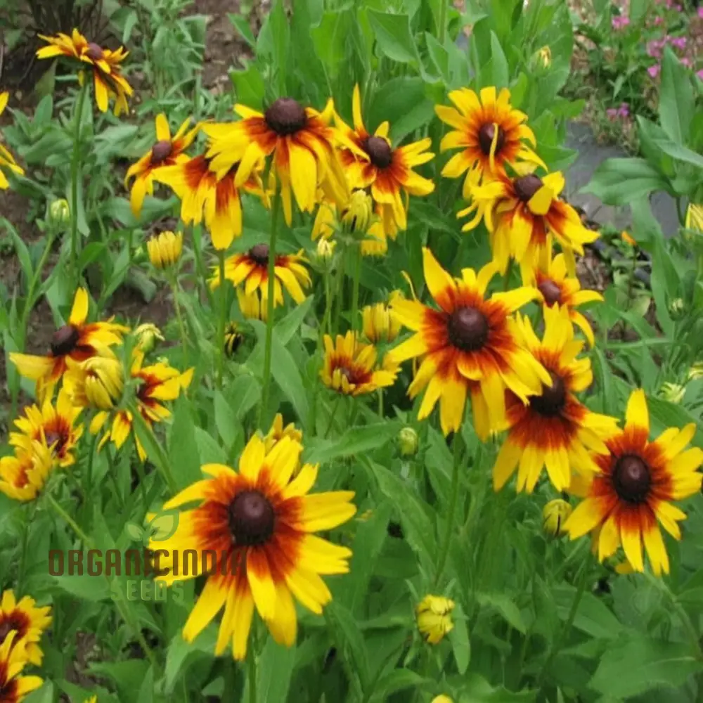 Premium Rudbeckia Hirta Flower Seeds for Gardening Enthusiasts - High-Quality Seeds for Vibrant and Hardy Blooms - Image 3