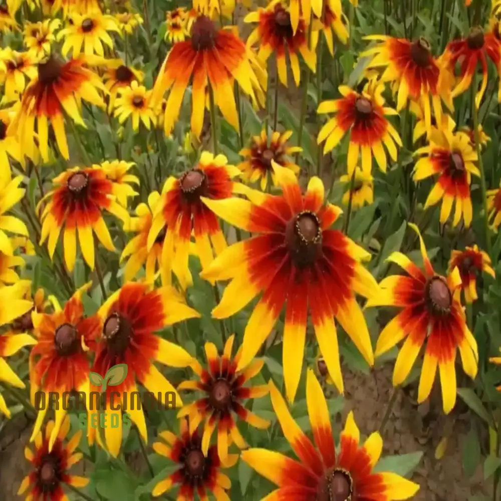 Premium Rudbeckia Hirta Flower Seeds for Gardening Enthusiasts - High-Quality Seeds for Vibrant and Hardy Blooms - Image 4