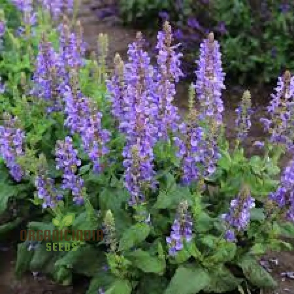 Salvia Maroccana Seeds for Gardening Enthusiasts | High-Quality Garden Seeds for Beautiful Blooms and Landscapes