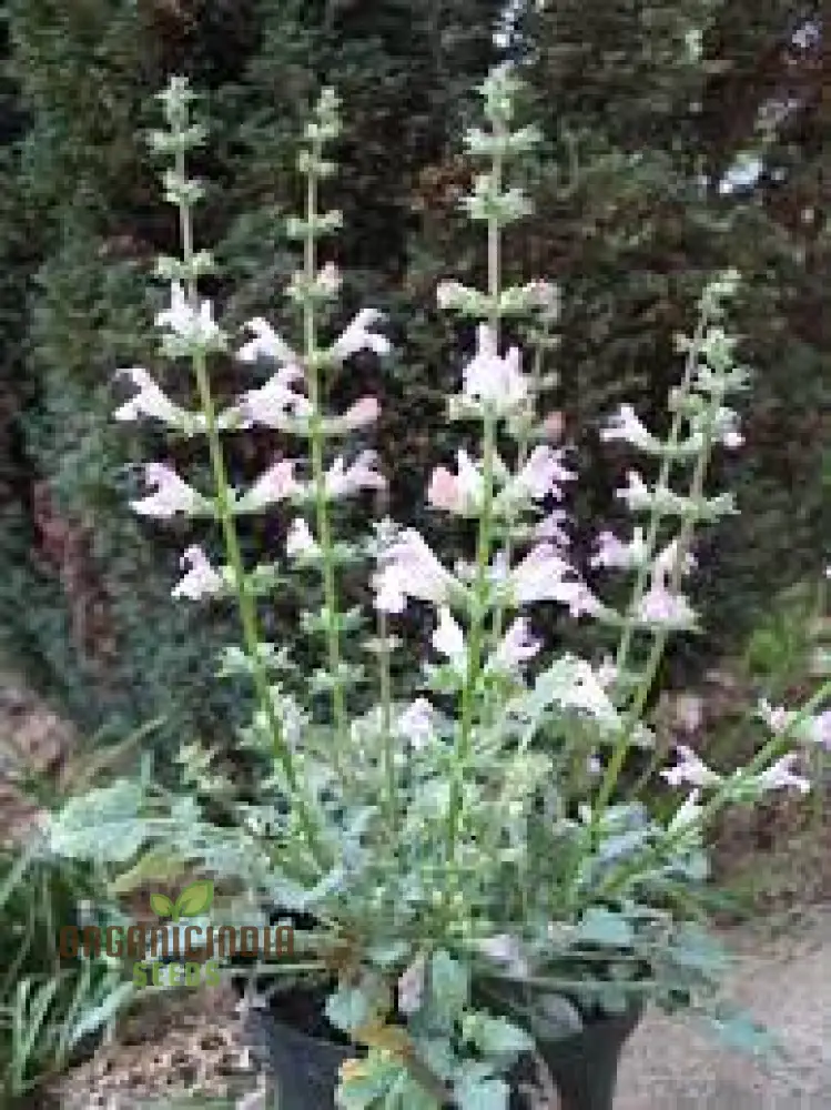 Salvia Maroccana Seeds for Gardening Enthusiasts | High-Quality Garden Seeds for Beautiful Blooms and Landscapes - Image 3