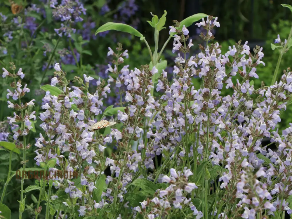 Salvia Maroccana Seeds for Gardening Enthusiasts | High-Quality Garden Seeds for Beautiful Blooms and Landscapes - Image 4