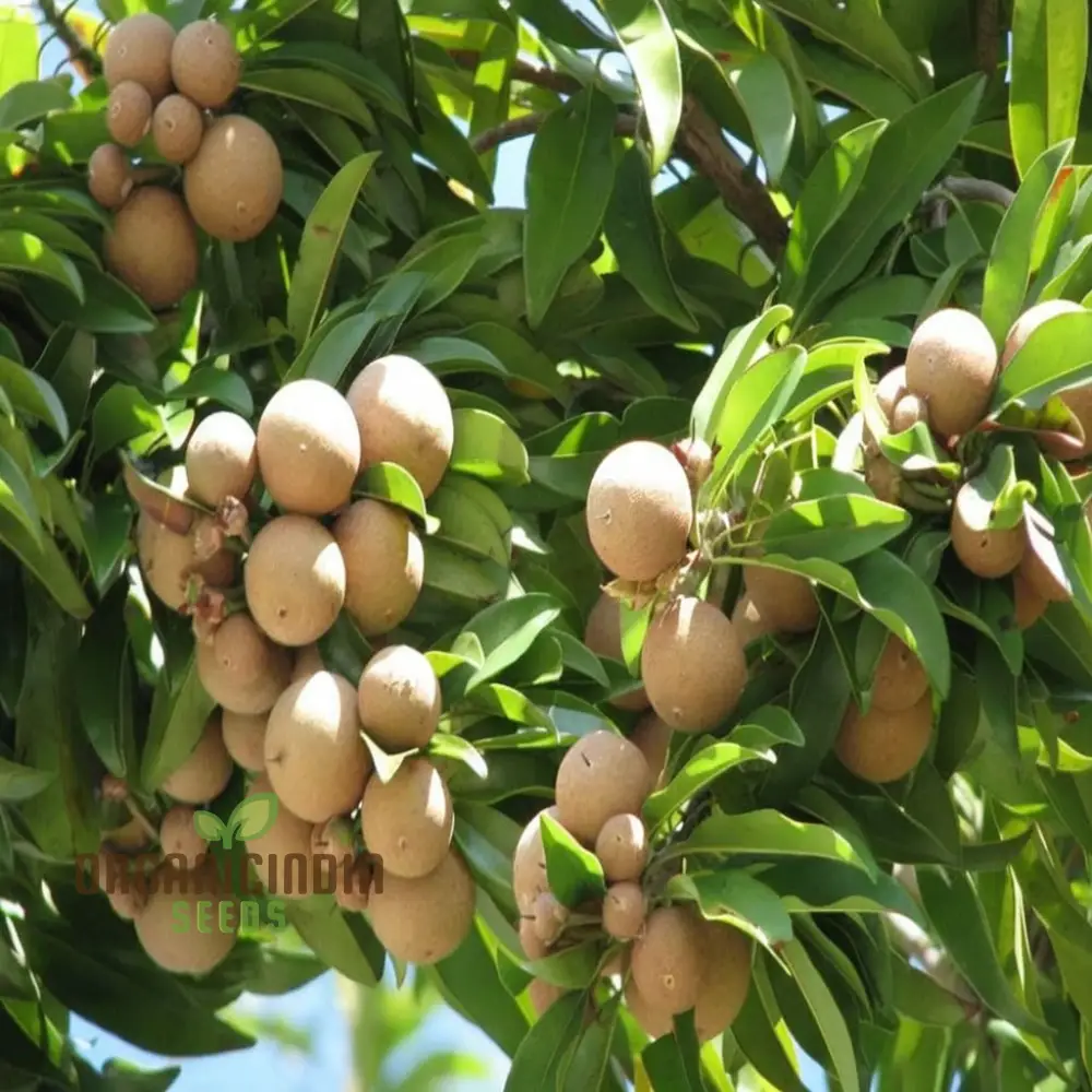 Sapota Fruit Seeds for Gardening Enthusiasts - Cultivate Your Own Delicious Sapota with Our High-Quality Seeds
