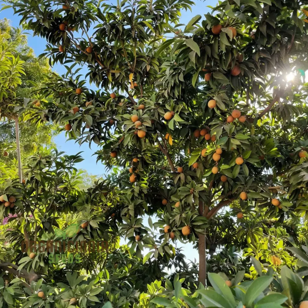 Sapota Fruit Seeds for Gardening Enthusiasts - Cultivate Your Own Delicious Sapota with Our High-Quality Seeds - Image 3