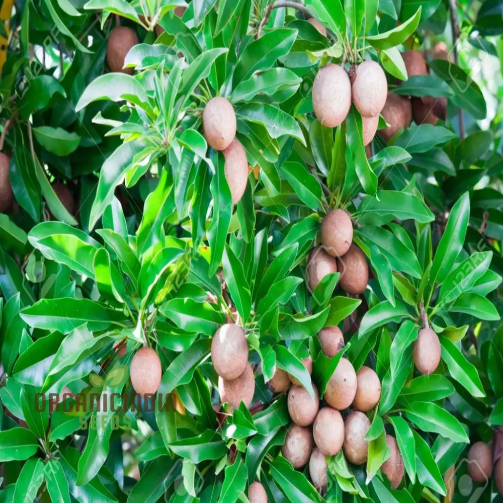 Sapota Fruit Seeds for Gardening Enthusiasts - Cultivate Your Own Delicious Sapota with Our High-Quality Seeds - Image 4