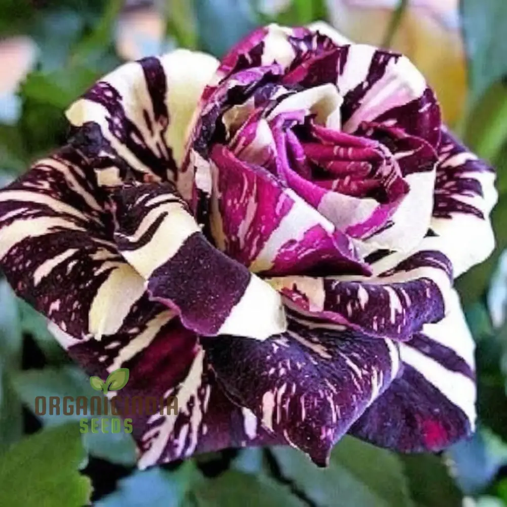 Premium Tiger Stripes Rose Flower Seeds for Lush, Vibrant Gardens, Unique Striped Rose Seeds for Home Gardeners - Image 3