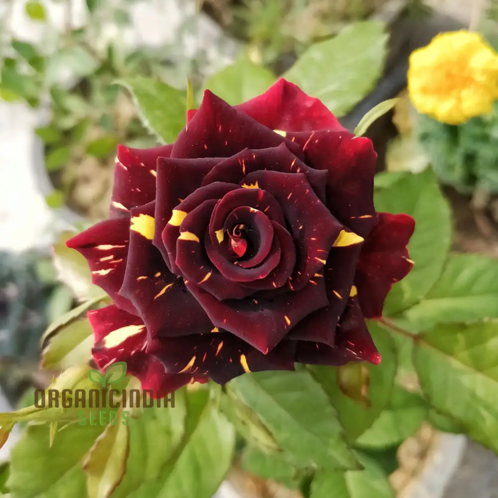 Premium Tiger Stripes Rose Flower Seeds for Lush, Vibrant Gardens, Unique Striped Rose Seeds for Home Gardeners - Image 4