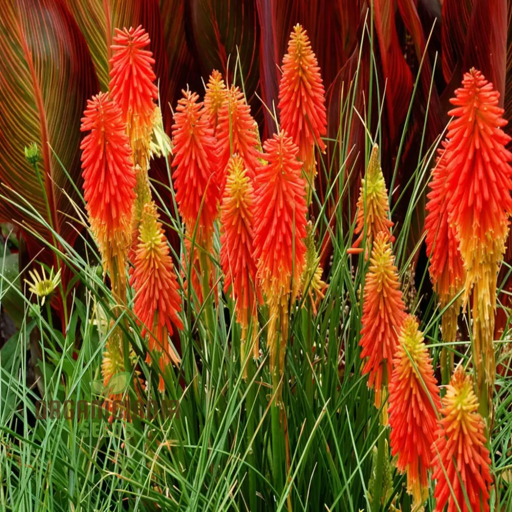 Torch Lily Flower Seeds