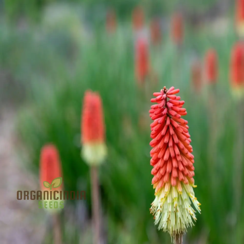 Torch Lily Flower Seeds - Image 3