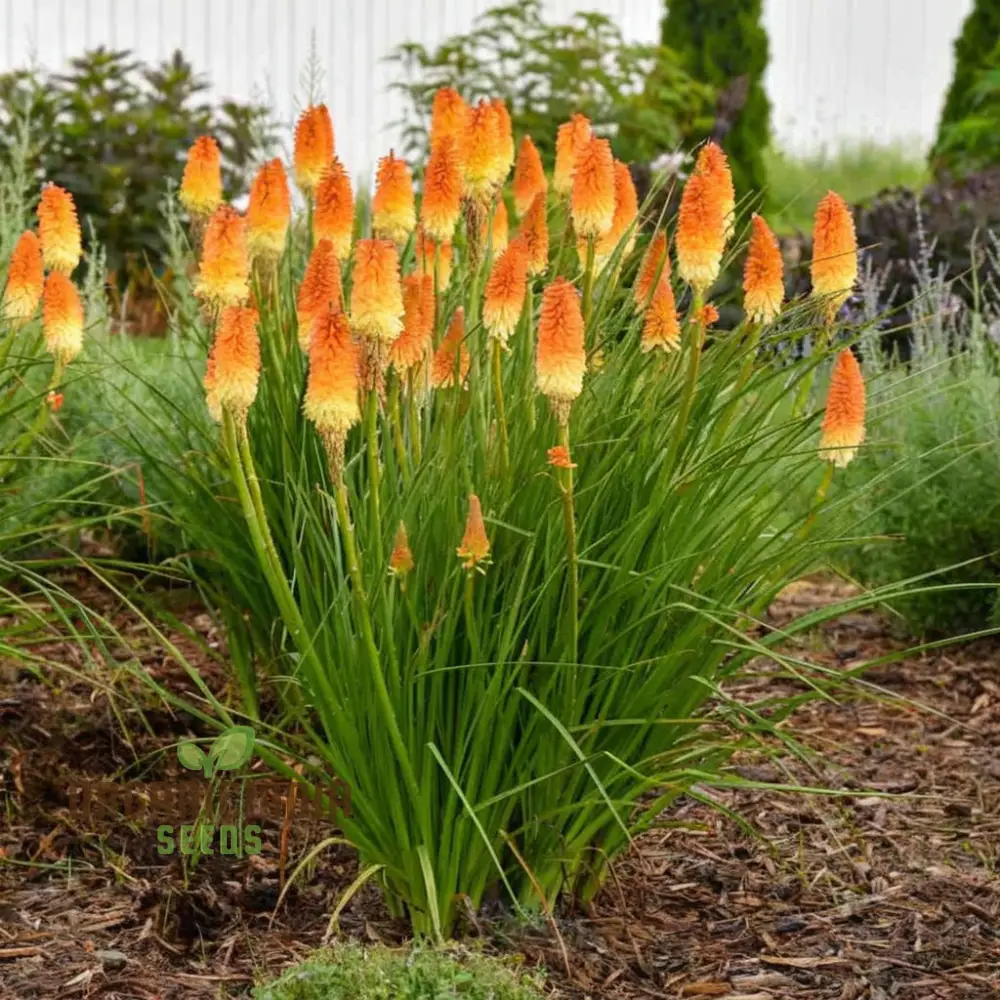 Torch Lily Flower Seeds - Image 4