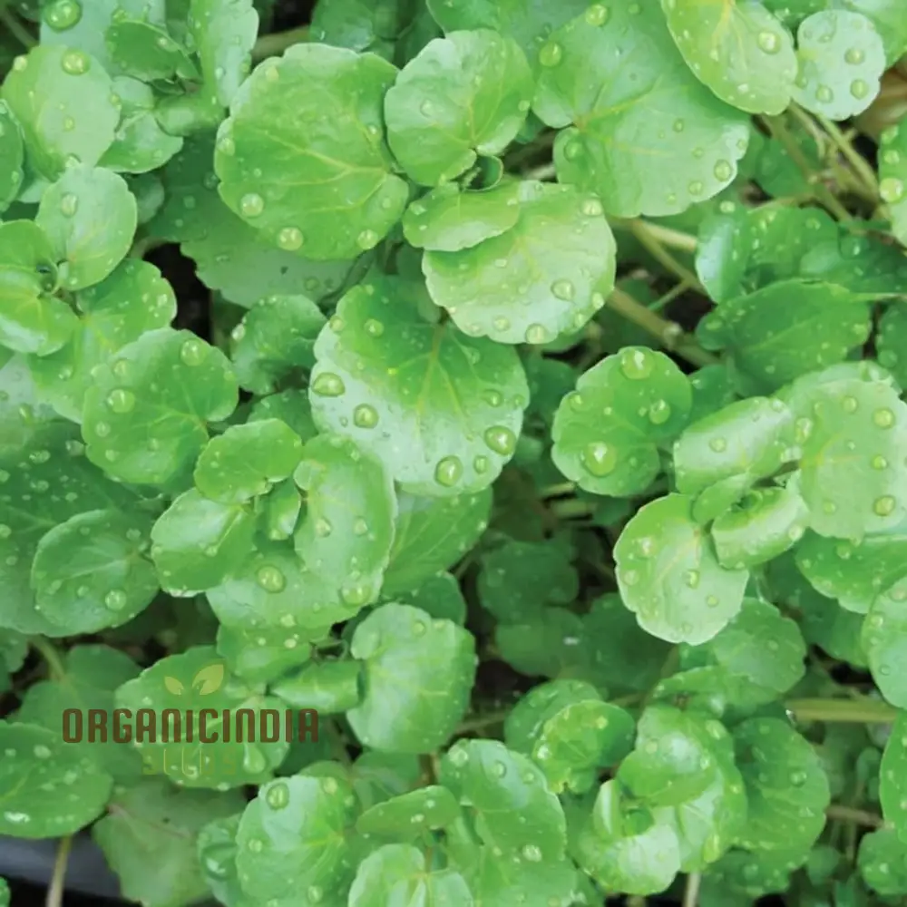 Premium Watercress Vegetable Seeds, Fast-Growing, Non-GMO, High-Yield Garden Seeds
