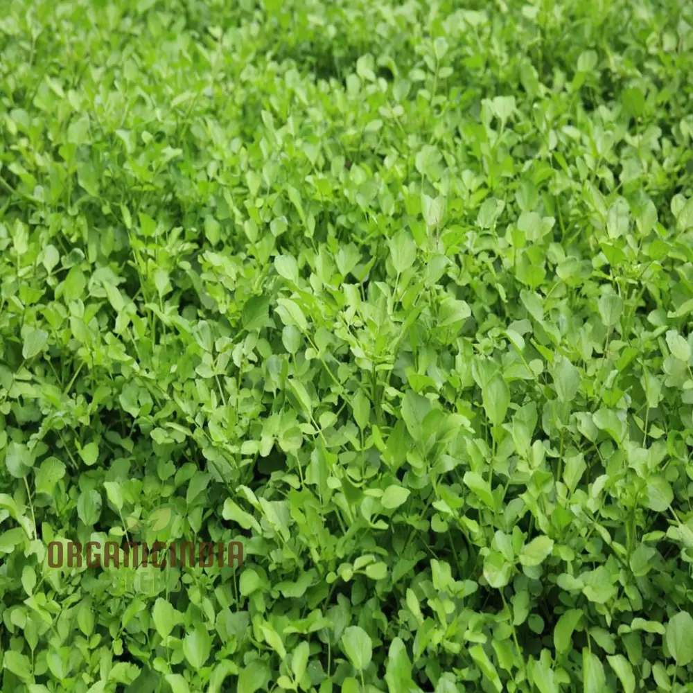 Premium Watercress Vegetable Seeds, Fast-Growing, Non-GMO, High-Yield Garden Seeds - Image 3