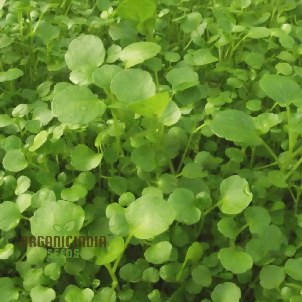 Premium Watercress Vegetable Seeds, Fast-Growing, Non-GMO, High-Yield Garden Seeds - Image 4