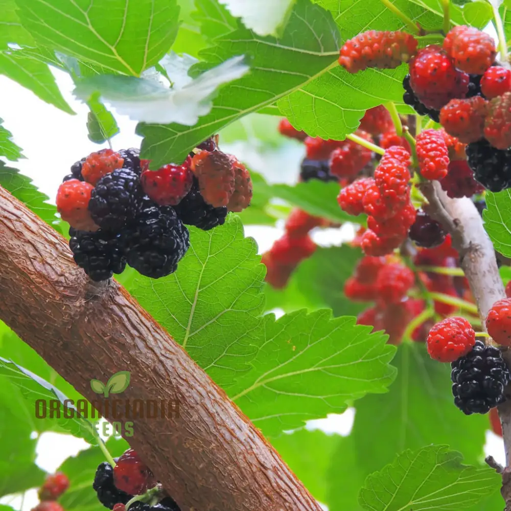 Weeping Mulberry Fruit Seeds for Gardening Enthusiasts - Perfect for Your Home Garden