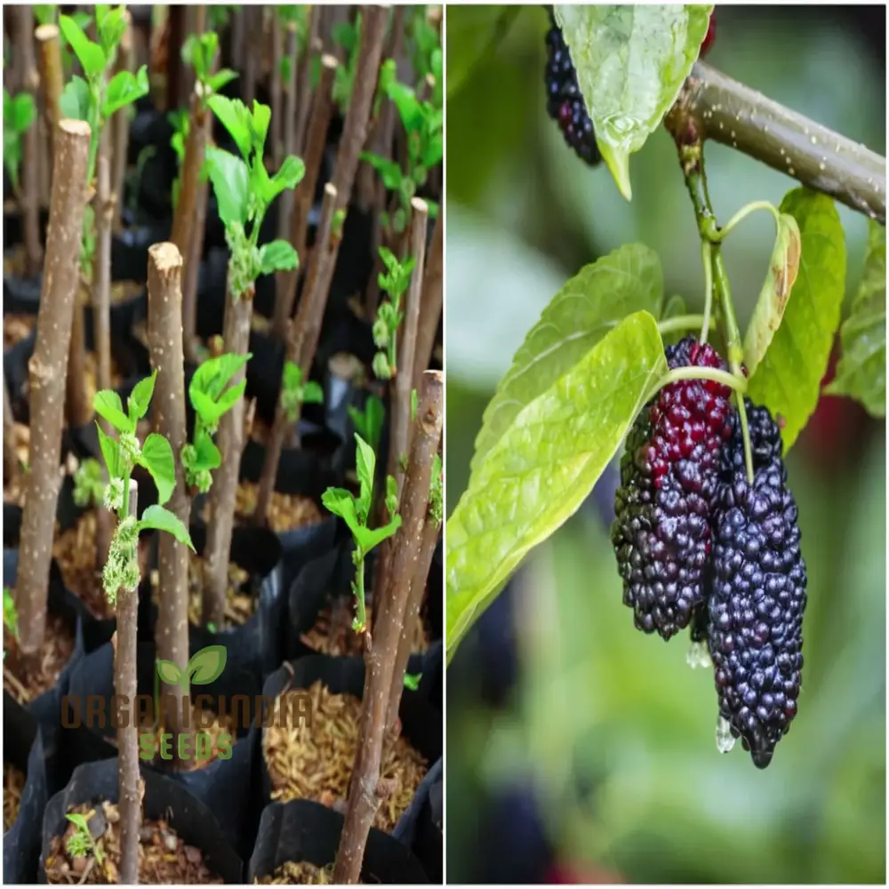 Weeping Mulberry Fruit Seeds for Gardening Enthusiasts - Perfect for Your Home Garden - Image 3