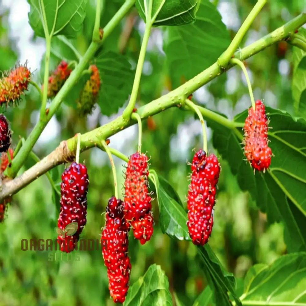 Weeping Mulberry Fruit Seeds for Gardening Enthusiasts - Perfect for Your Home Garden - Image 4