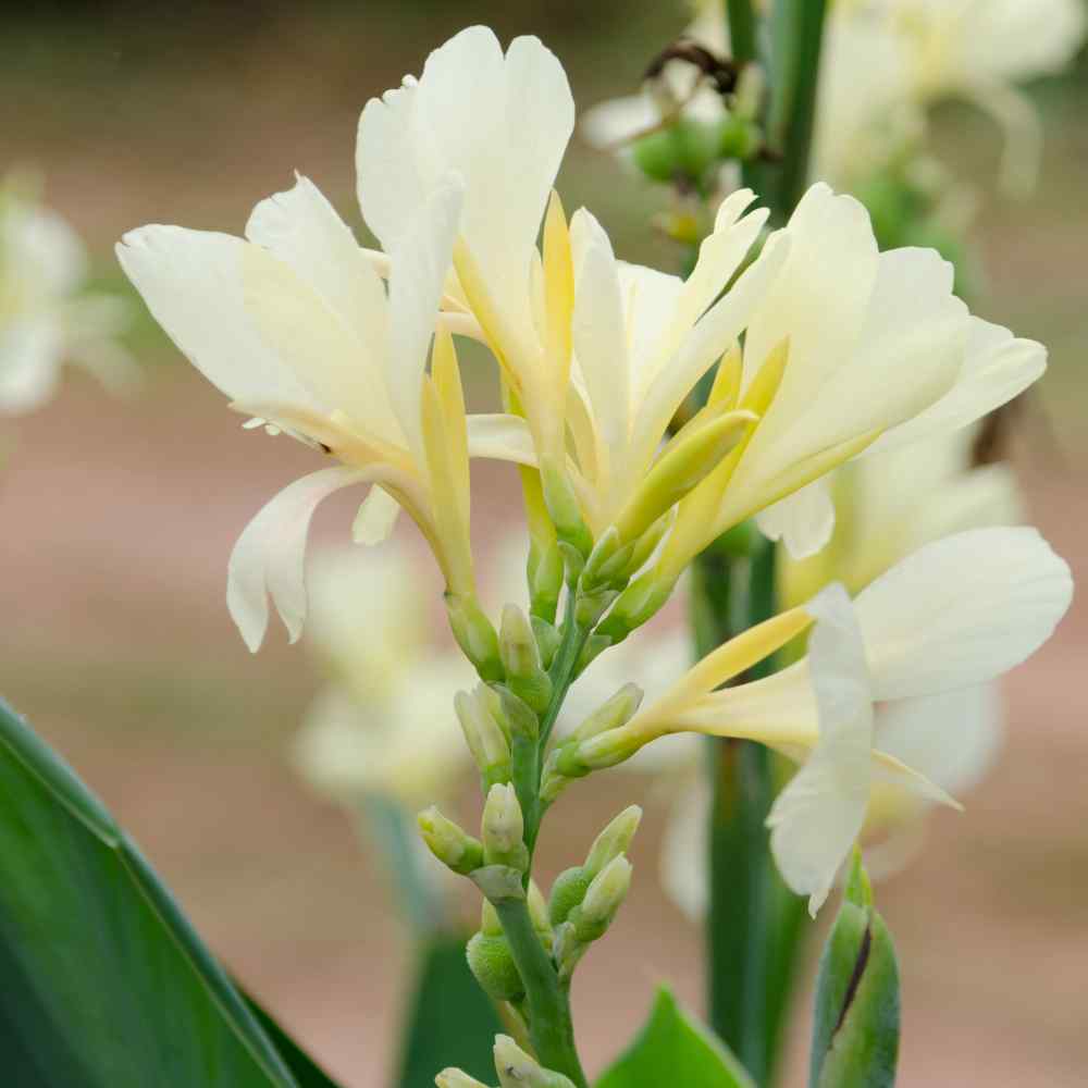 Premium White Canna Flower Seeds for Lush Gardening, Grow Stunning Perennial Blooms in Your Garden - Image 3