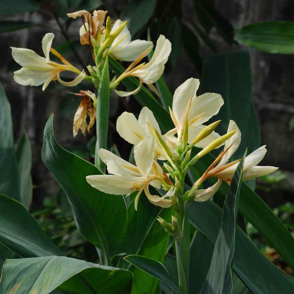 Premium White Canna Flower Seeds for Lush Gardening, Grow Stunning Perennial Blooms in Your Garden - Image 4