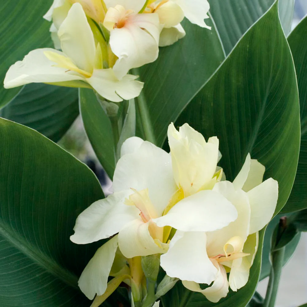 Premium White Canna Flower Seeds for Lush Gardening, Grow Stunning Perennial Blooms in Your Garden - Image 5