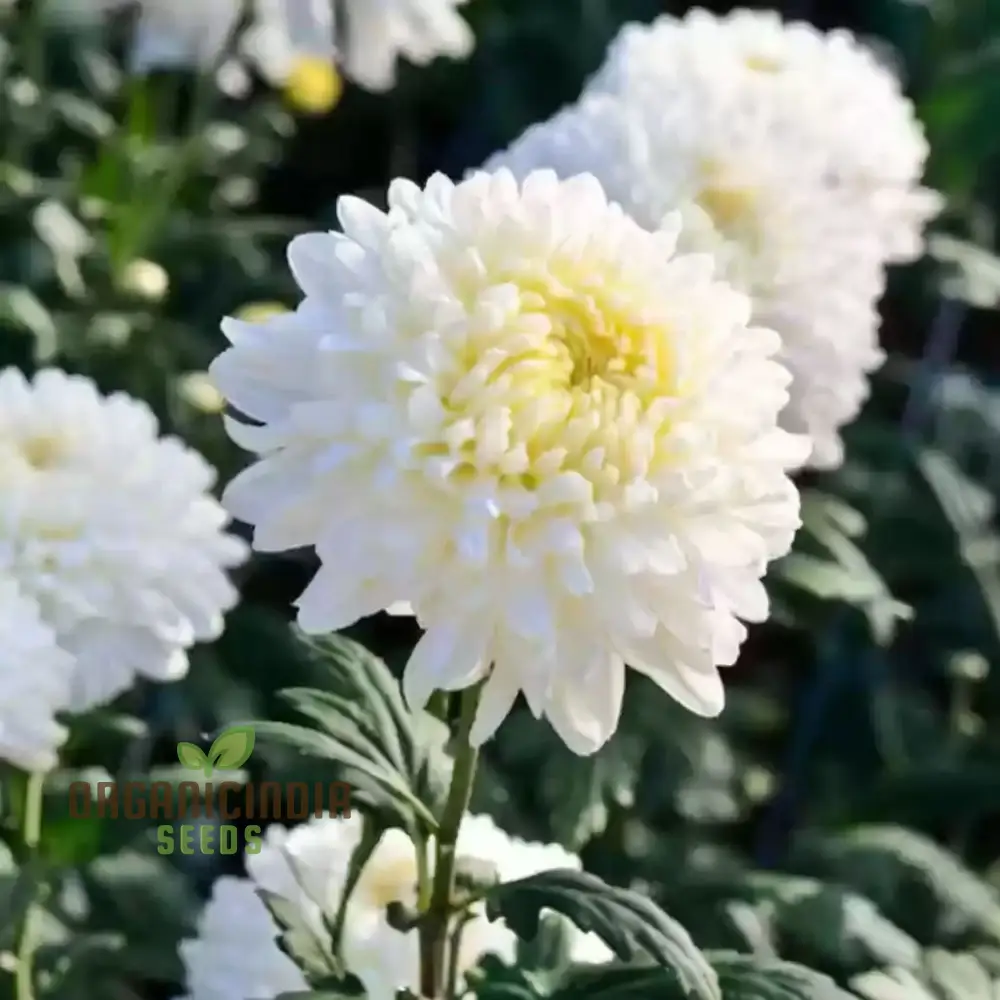 White Chrysanthemum Flower Seeds for Gardening Enthusiasts - Perfect for Your Blooming Garden