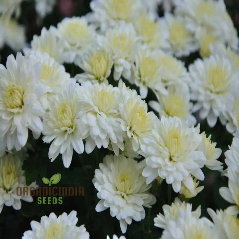White Chrysanthemum Flower Seeds for Gardening Enthusiasts - Perfect for Your Blooming Garden - Image 3