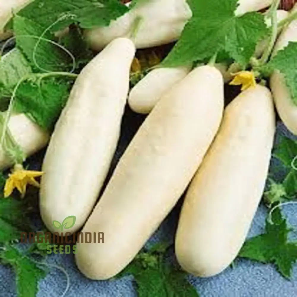 Premium White Cucumber Vegetable Seeds for Planting Grow Your Own Delicious Cucumbers