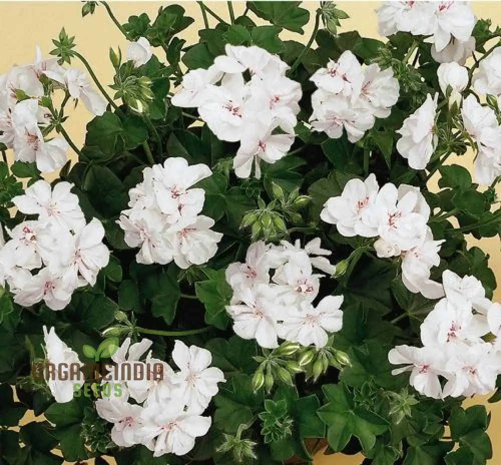 Premium White Geranium Imported Flower Seeds | High-Quality Flowering Seeds for Vibrant Gardens | Perfect for Expert and Beginner Gardeners | Add Elegance to Your Outdoor Spaces - Image 3