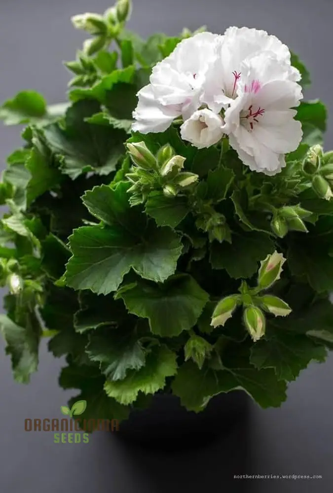 Premium White Geranium Imported Flower Seeds | High-Quality Flowering Seeds for Vibrant Gardens | Perfect for Expert and Beginner Gardeners | Add Elegance to Your Outdoor Spaces - Image 4