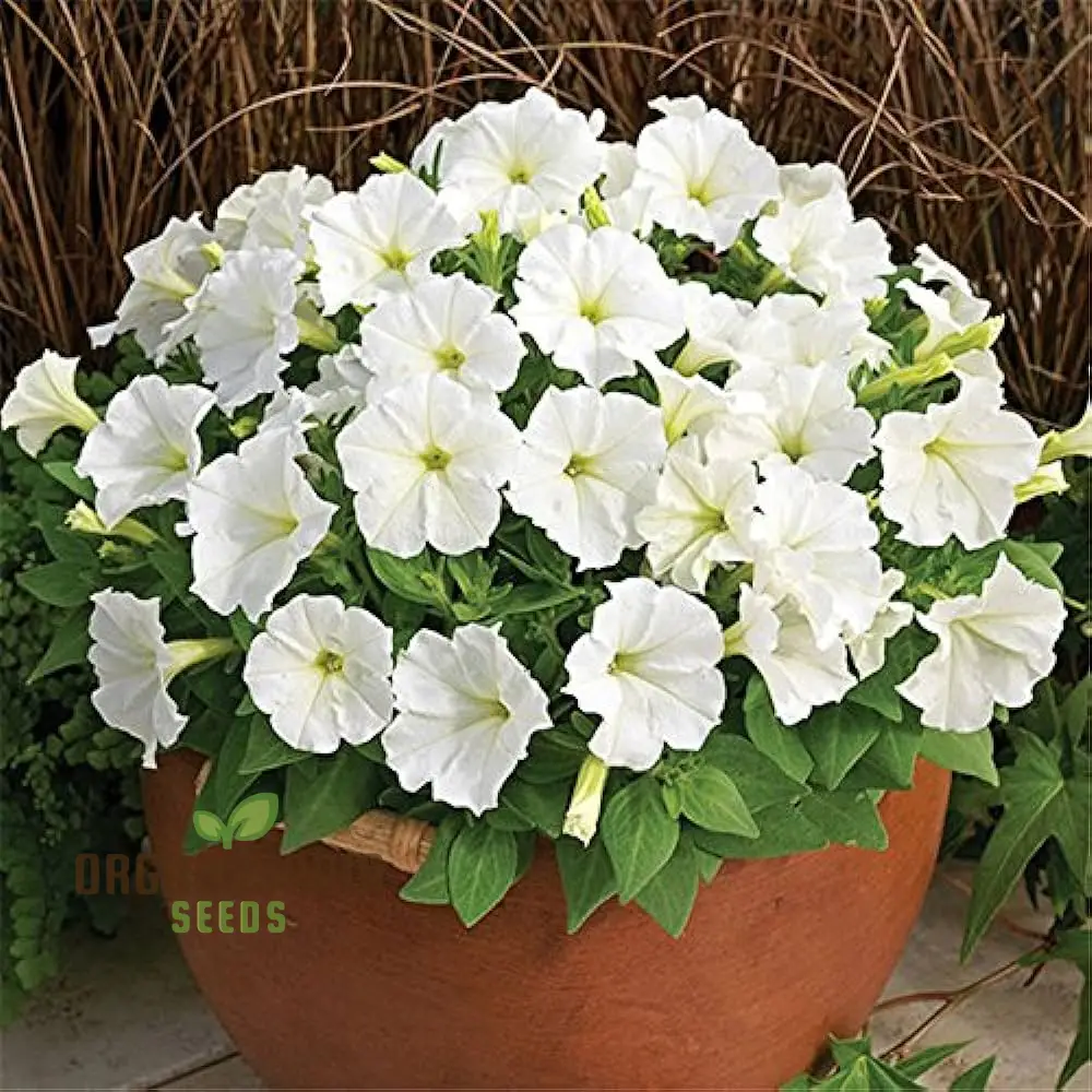 Premium White Hanging Petunia Flower Seeds: Elevate Your Garden with Gorgeous Blooms - Perfect for Gardening Enthusiasts