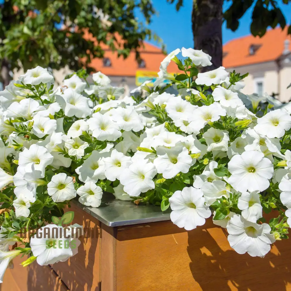Premium White Hanging Petunia Flower Seeds: Elevate Your Garden with Gorgeous Blooms - Perfect for Gardening Enthusiasts - Image 3