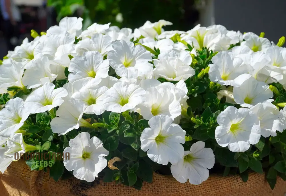 Premium White Hanging Petunia Flower Seeds: Elevate Your Garden with Gorgeous Blooms - Perfect for Gardening Enthusiasts - Image 4