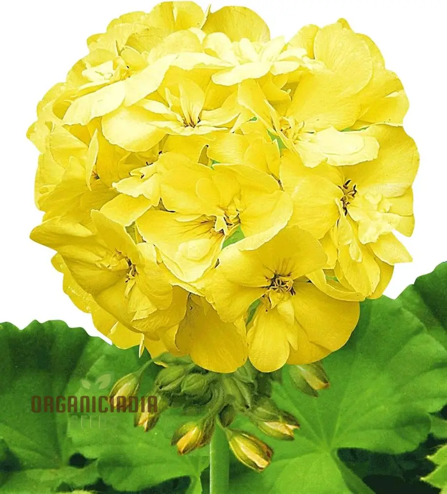 Premium Yellow Japanese Rosebud Pelargonium Geranium Flower Seeds for Planting