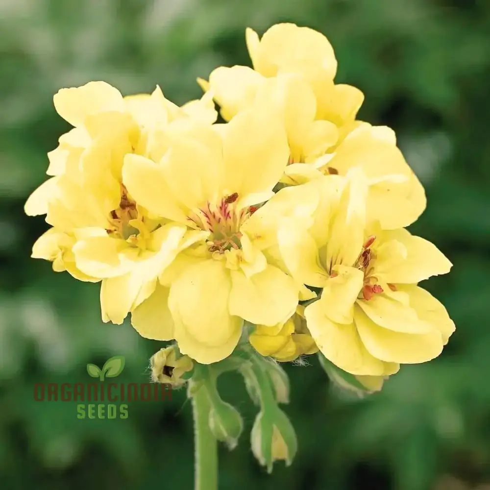 Premium Yellow Japanese Rosebud Pelargonium Geranium Flower Seeds for Planting - Image 3