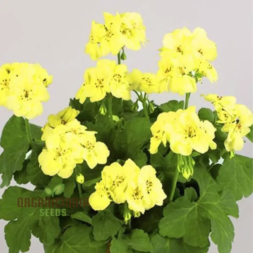 Premium Yellow Japanese Rosebud Pelargonium Geranium Flower Seeds for Planting - Image 4