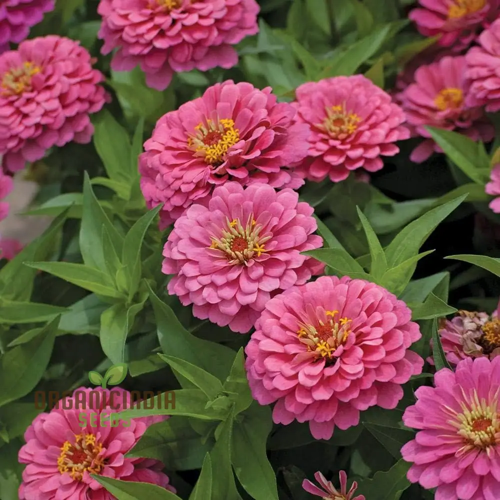 Zinnia Imported Flower Seeds for Vibrant Garden Blooms | High-Quality Gardening Essentials for Colorful and Lush Gardens