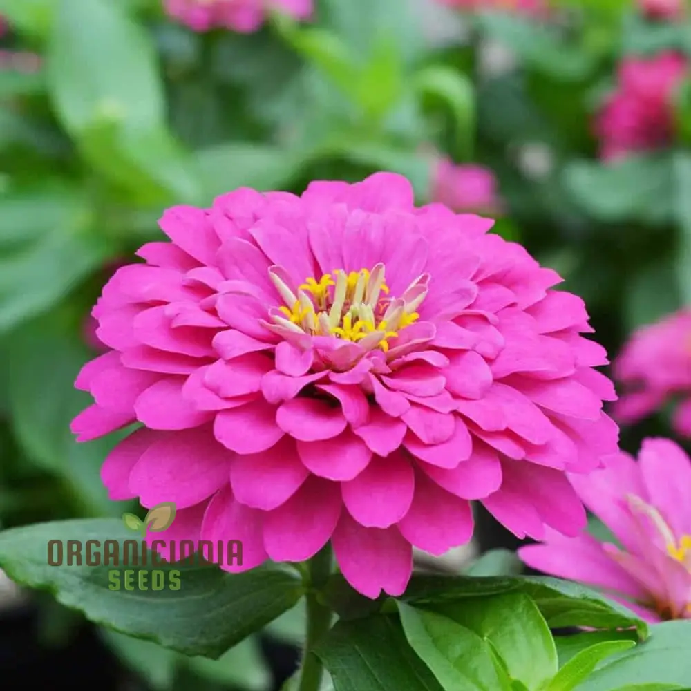 Zinnia Imported Flower Seeds for Vibrant Garden Blooms | High-Quality Gardening Essentials for Colorful and Lush Gardens - Image 3