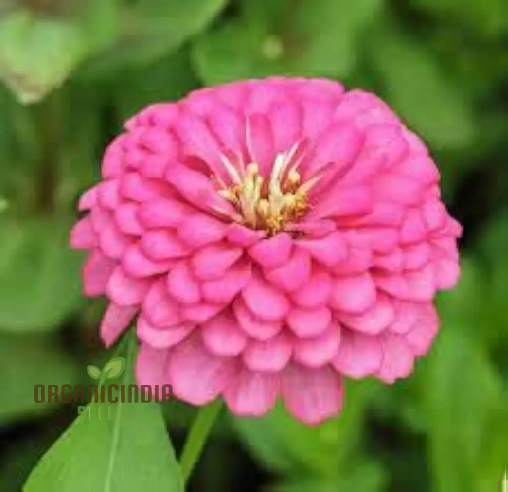 Zinnia Imported Flower Seeds for Vibrant Garden Blooms | High-Quality Gardening Essentials for Colorful and Lush Gardens - Image 4