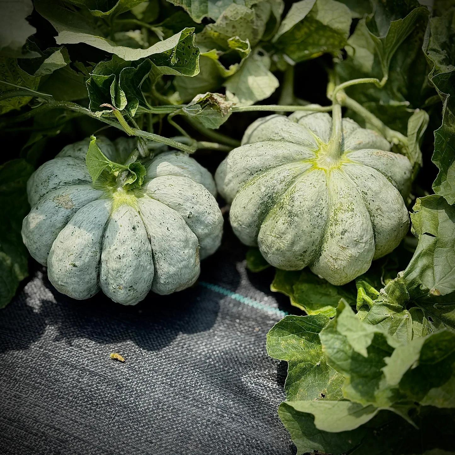 Prescott Fond Blanc Oka Melon Seeds For Planting: Exquisite Gardening Delight for Your Summer Harvest