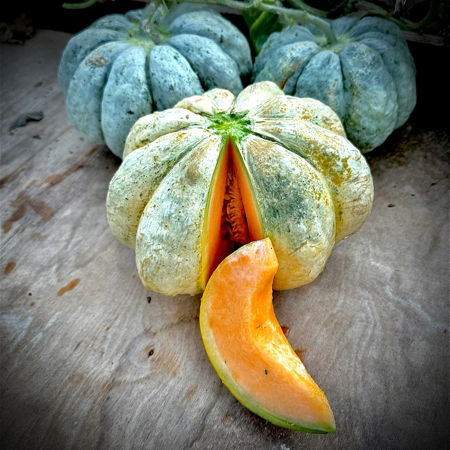 Prescott Fond Blanc Oka Melon Seeds For Planting: Exquisite Gardening Delight for Your Summer Harvest - Image 3
