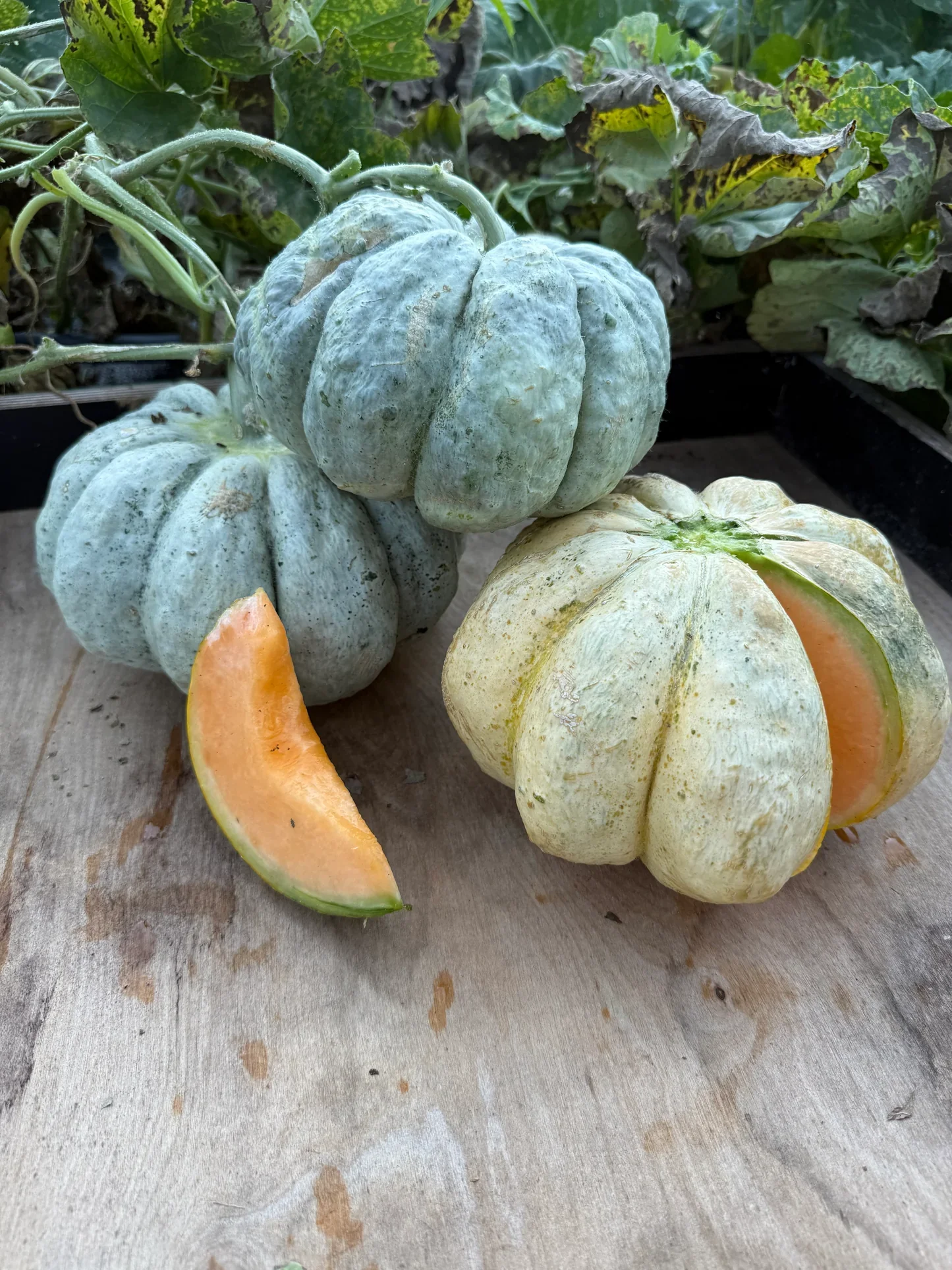 Prescott Fond Blanc Oka Melon Seeds For Planting: Exquisite Gardening Delight for Your Summer Harvest - Image 4