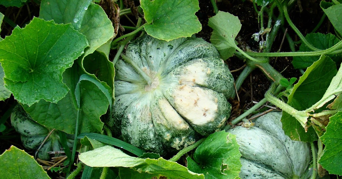 Prescott Fond Blanc Oka Melon Seeds For Planting: Exquisite Gardening Delight for Your Summer Harvest - Image 5